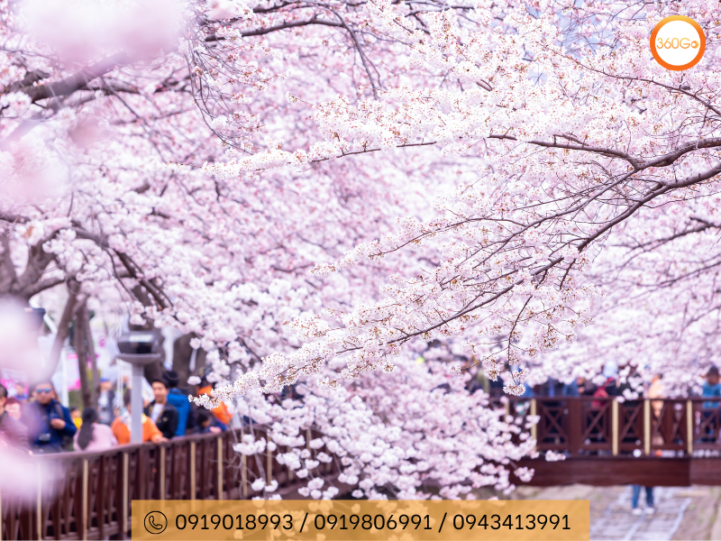 Hoa anh đào Hàn Quốc sắc hồng phớt nhẹ nhàng - Du lịch 360go